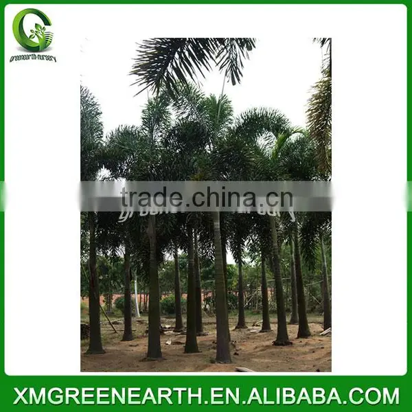 Wodyetia Bifurcata - Foxtail Palm (4) photo-2