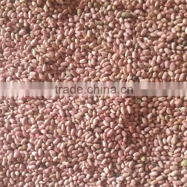 Crop 2015 Chinese Raw Peanut Inshell photo-3