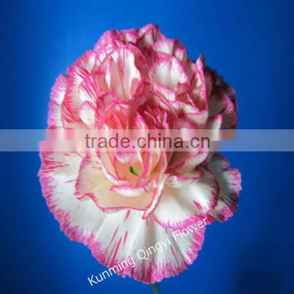 Factory Supply Fresh Cut Flower Carnations Flowers Export Wholesale photo-2