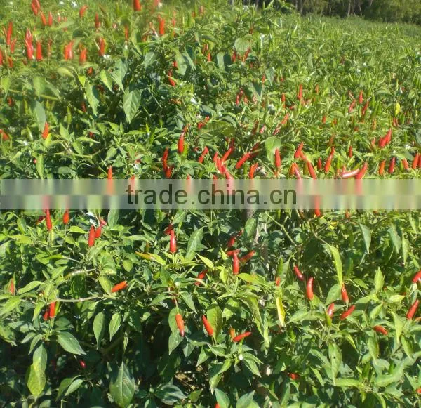 Good Quality Dry Red Chili