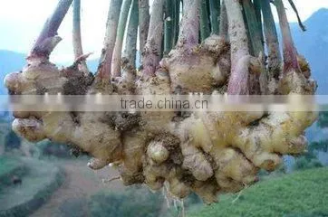 2015 New Price of Fresh Ginger , Ginger Price , Ginger photo-2