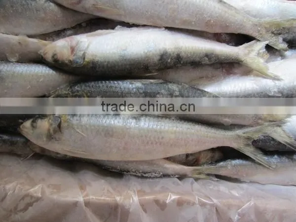 Sardine For Pacific Mackerel Bait photo-2