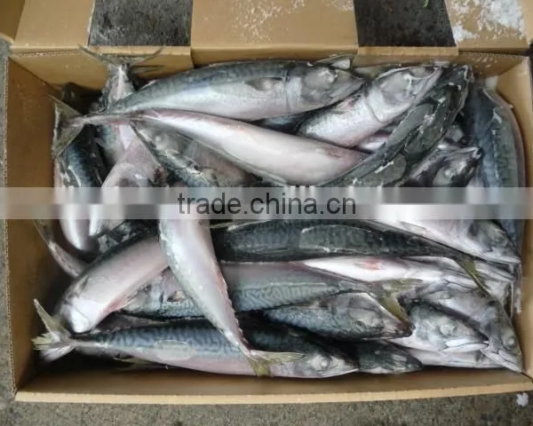 Japanese Mackerel photo-3