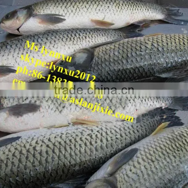 Fish Scaling Gutting Machine/automatic Fish Scaler photo-5