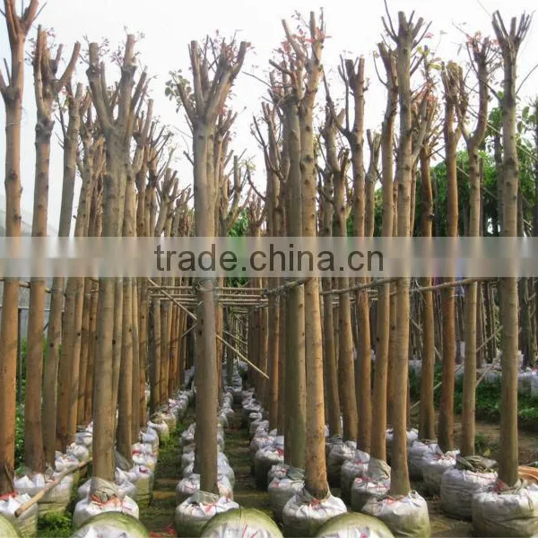 Ficus Religiosa
