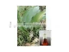 100% Distilled Natural Herb Extract Oil Zedoary Oil Best Selling /Nar Kachur/Kacramu photo-4
