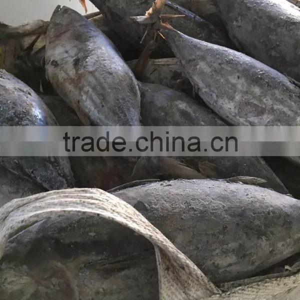 Whole Round 3.4kgs up Frozen Skipjack Tuna Fish photo-2