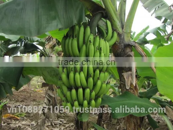 Carvendish Bananas photo-2