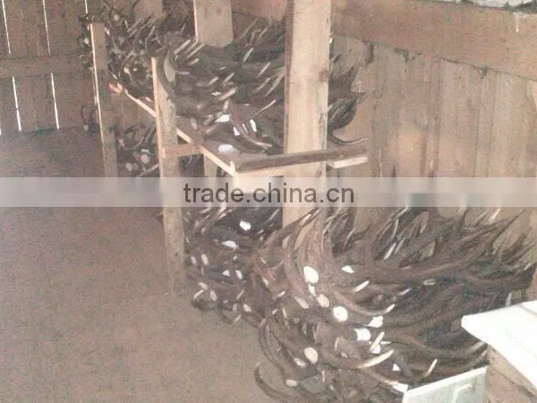 Deer Antler photo-2