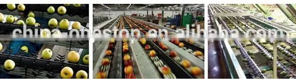 Online Cleaning and Automatic Sorting Machine for Cherry Tomato Fruit photo-5