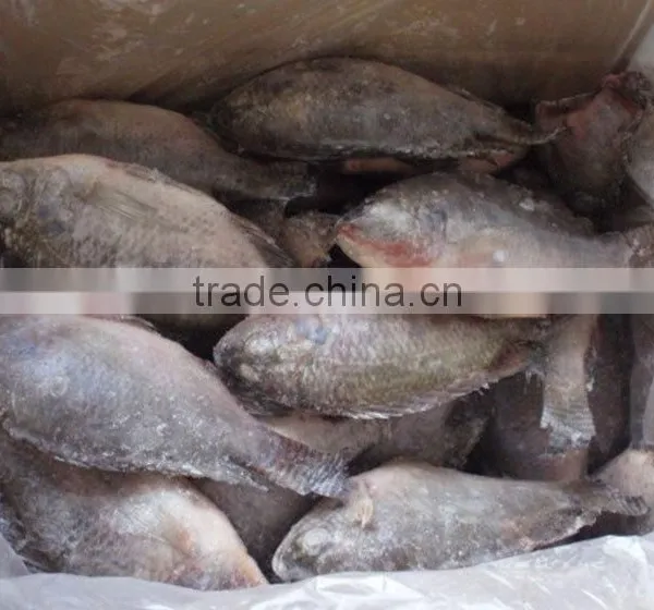 Best Sale Fish Frozen Tilapia Fillet Price Fish