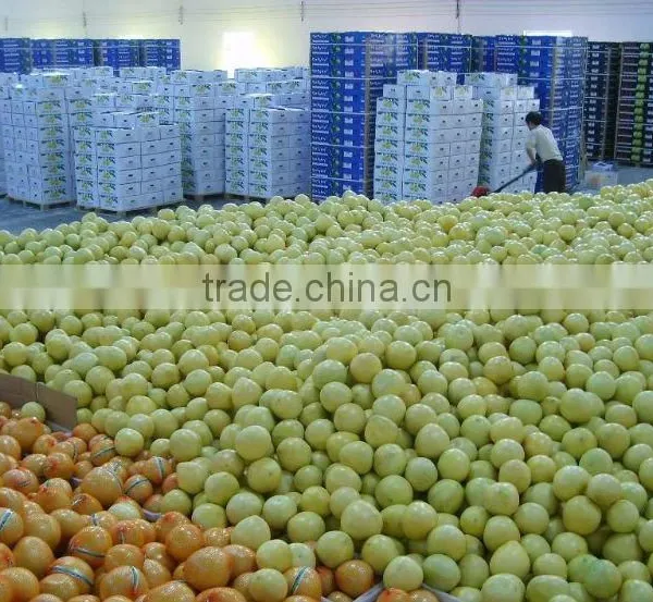 Export Fresh Pomelo From China for Honey Pomelo Importer photo-4