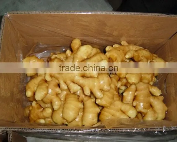 2016 Chinese Fresh Ginger for Hot Selling photo-6