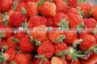Frozen Fruit photo-4