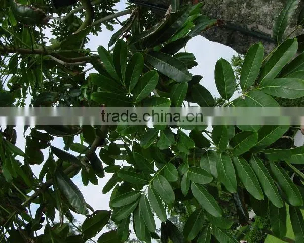 Swietenia Mahagoni(L.)Jacq. photo-2