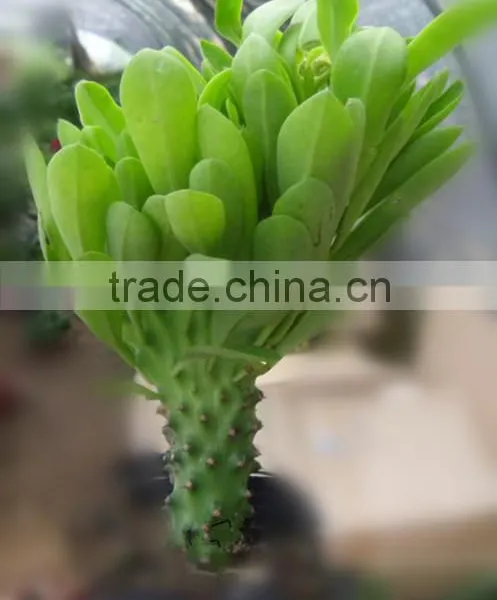 Euphorbia Neriifolia L. Var. Cristata Bonsai, Pot Plant, Succulent Plant photo-5