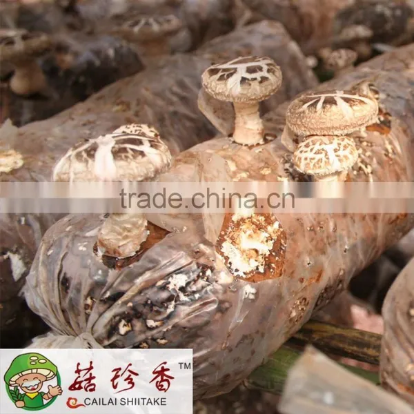Price for White Flower Shiitake photo-2