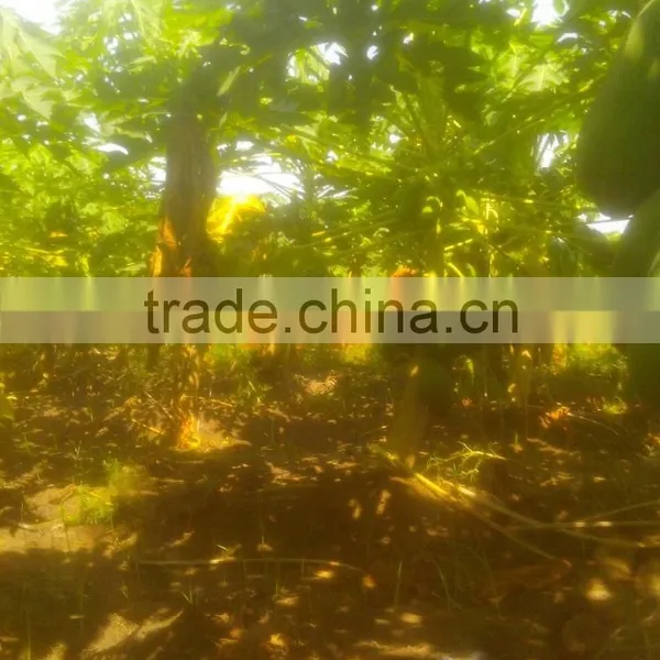 2016 Hybrid F1 High Yield Red Lady Papaya Seeds For Growing Thaiwan photo-3
