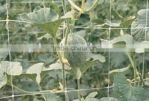 High Quality Plant Climb Support Netting photo-3