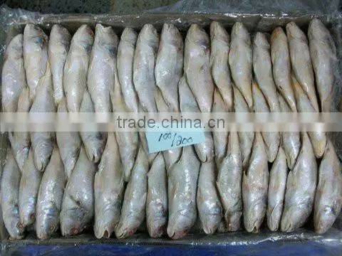 Frozen Yellow Croaker photo-2