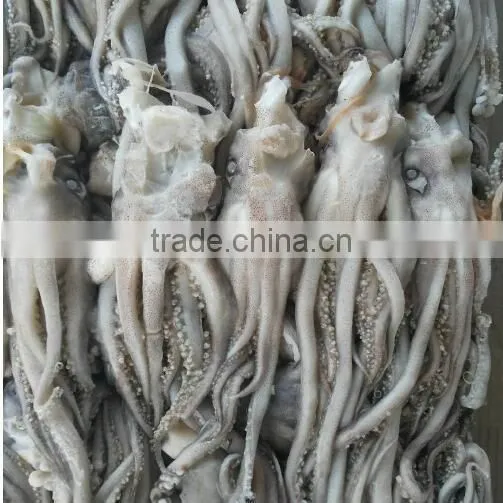 Frozen Squid Head
