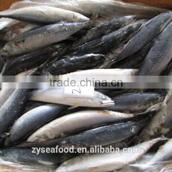 For Importers Sea Frozen Good Pacific Mackerel for Selling photo-3