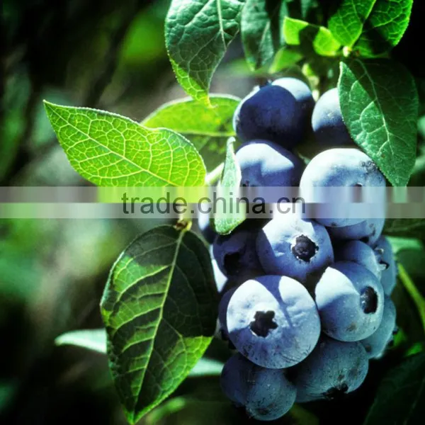 2015 IQF Blueberry photo-2