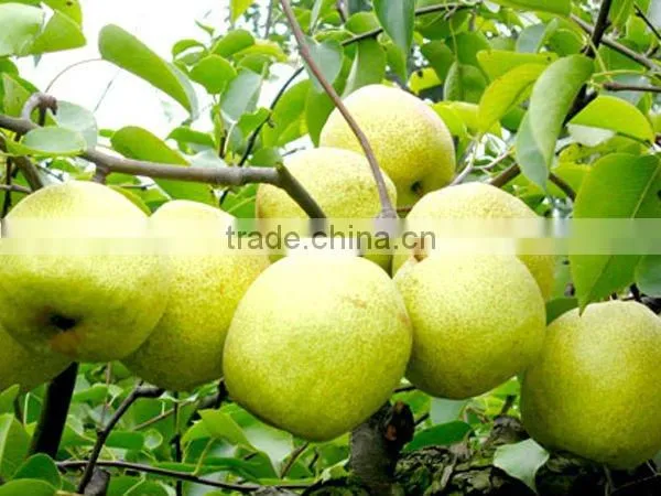 Emerald Pear