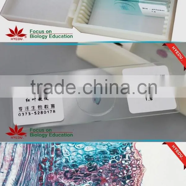 Microscope Prepared Slides ,Stem Slides, Stem of Abnormal Condition Prepared Slides photo-6