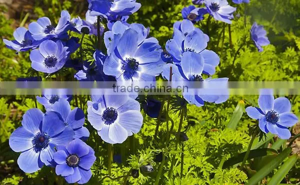 Blue Anemone Flower Oil 20 ml photo-2
