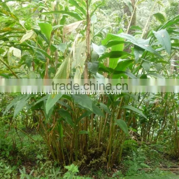 Green Cardamom Above 7MM photo-4