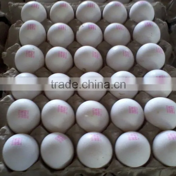 White Eggs Suppliers From India photo-3
