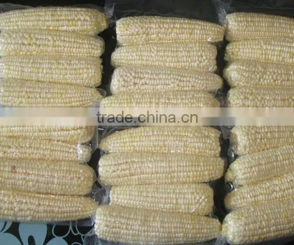 Twin Sweet Corn Cob In Vacuum Packing photo-2