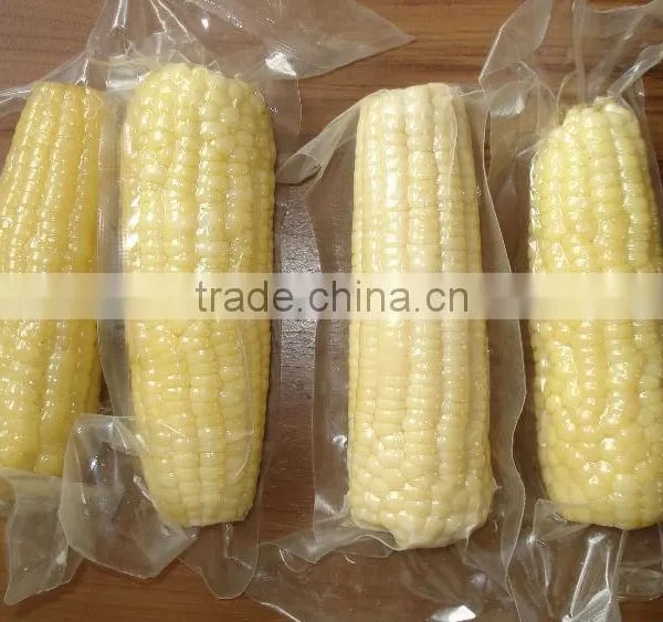 Twin Sweet Corn Cob In Vacuum Packing photo-4