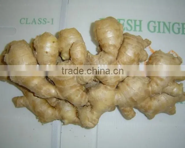 Chinese Fresh Air Dried Ginger photo-3