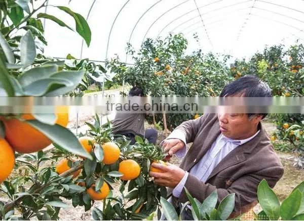 Single Layer and Multi-Span Agricultural Greenhouses Type Greenhouse Film Repair photo-2
