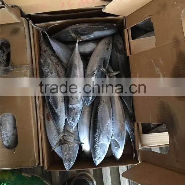 Top Grade Frozen Pacific Mackerel for Sale photo-4