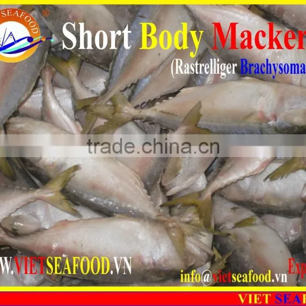 FROZEN SHORT BODY MACKEREL WHOLE ROUND photo-3