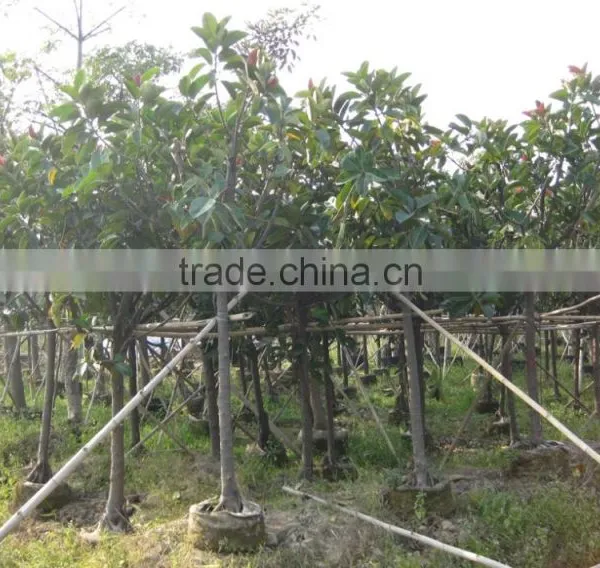 Ficus Elastica (rubber Fig )