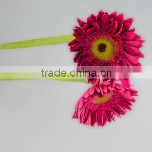Fresh Cut Purple Petal Flower Gerbera Original Place photo-4