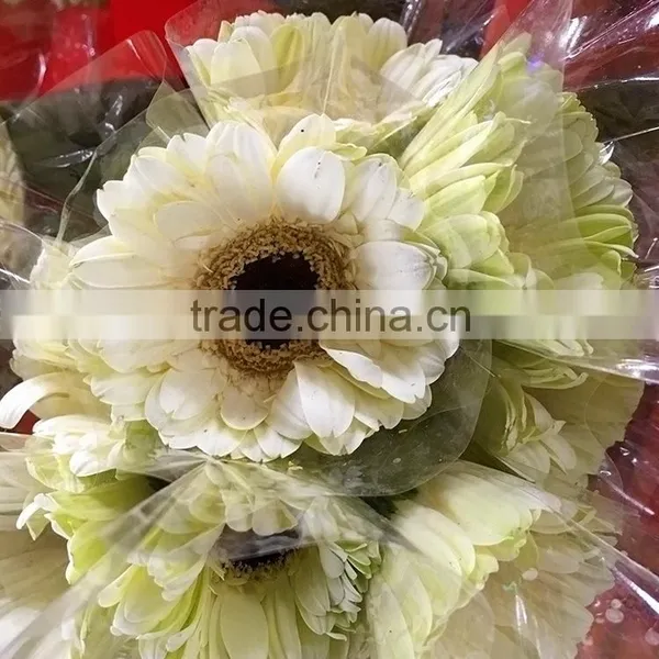 Excellent Quality Dalma Gerbera Suppliers in Yunnan Province photo-2