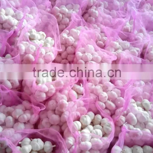 Garlic photo-2
