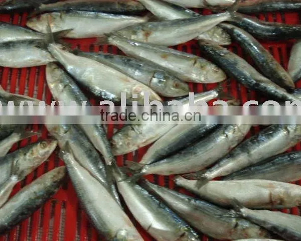SARDINE