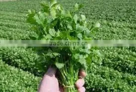 Parsley