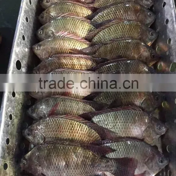 Frozen W/R Tilapia photo-3