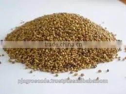 Alfalfa Seed In Forage Seed photo-6