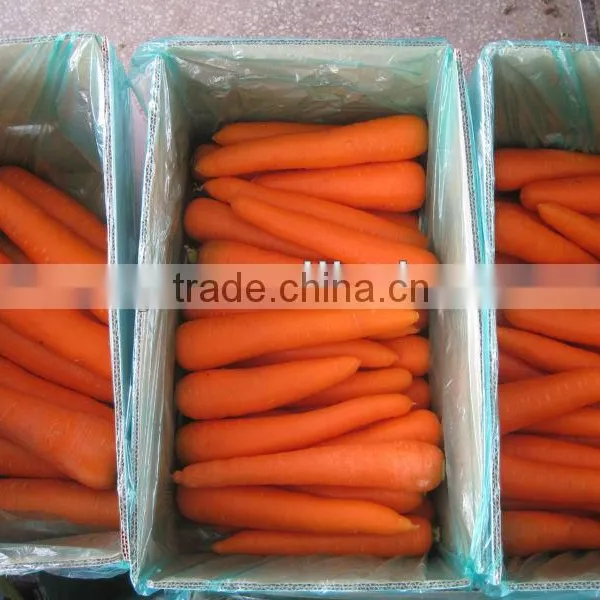 Fresh Carrot
