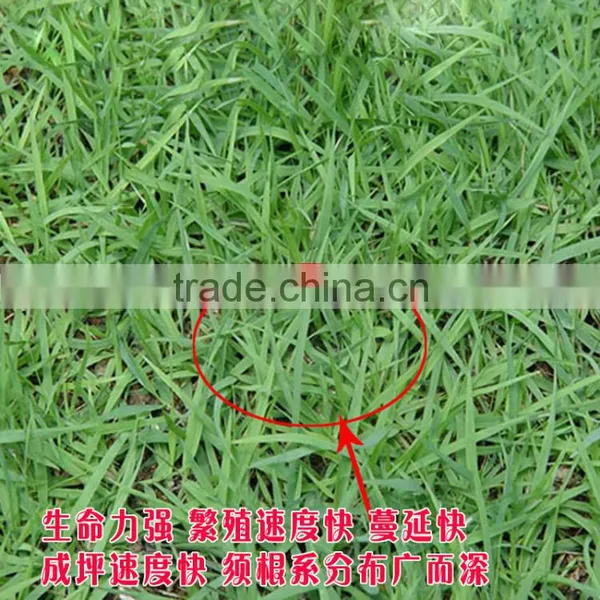 2016 New High Quality Grass Seeds Bermuda Grass Seeds For Sale photo-2