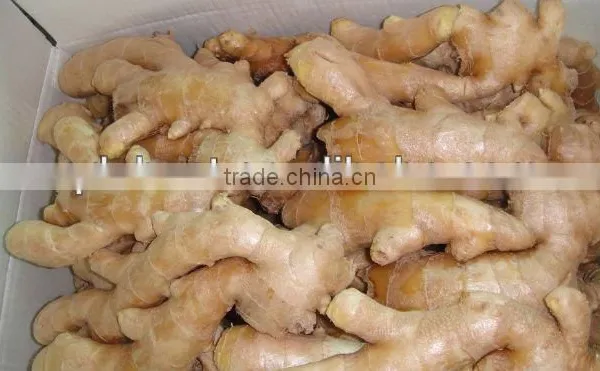 Fresh Mature Ginger photo-4