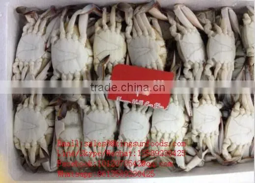 Wholesale Frozen Blue Swimming Crab for Hot Sale photo-6